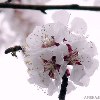 Гоголь Ксения
