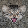 oldwildcat oldwildcat