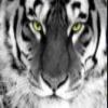 Gepard Gepard