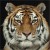 tiger_kharkov