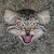 oldwildcat