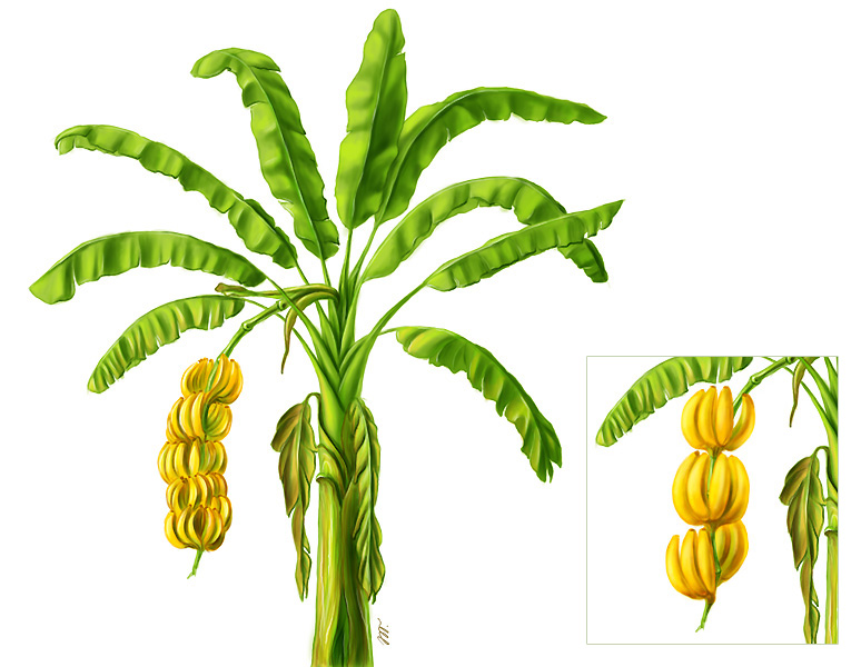 Musa nana (карликовый банан)