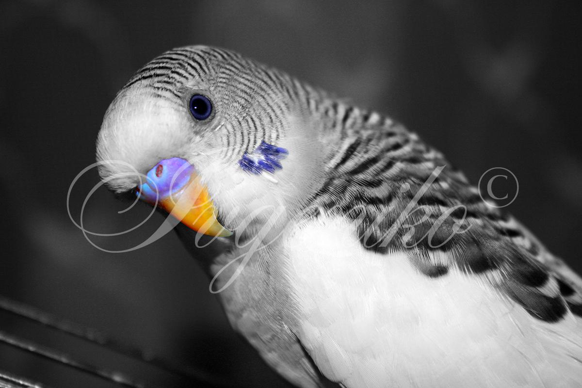 Parrot II.