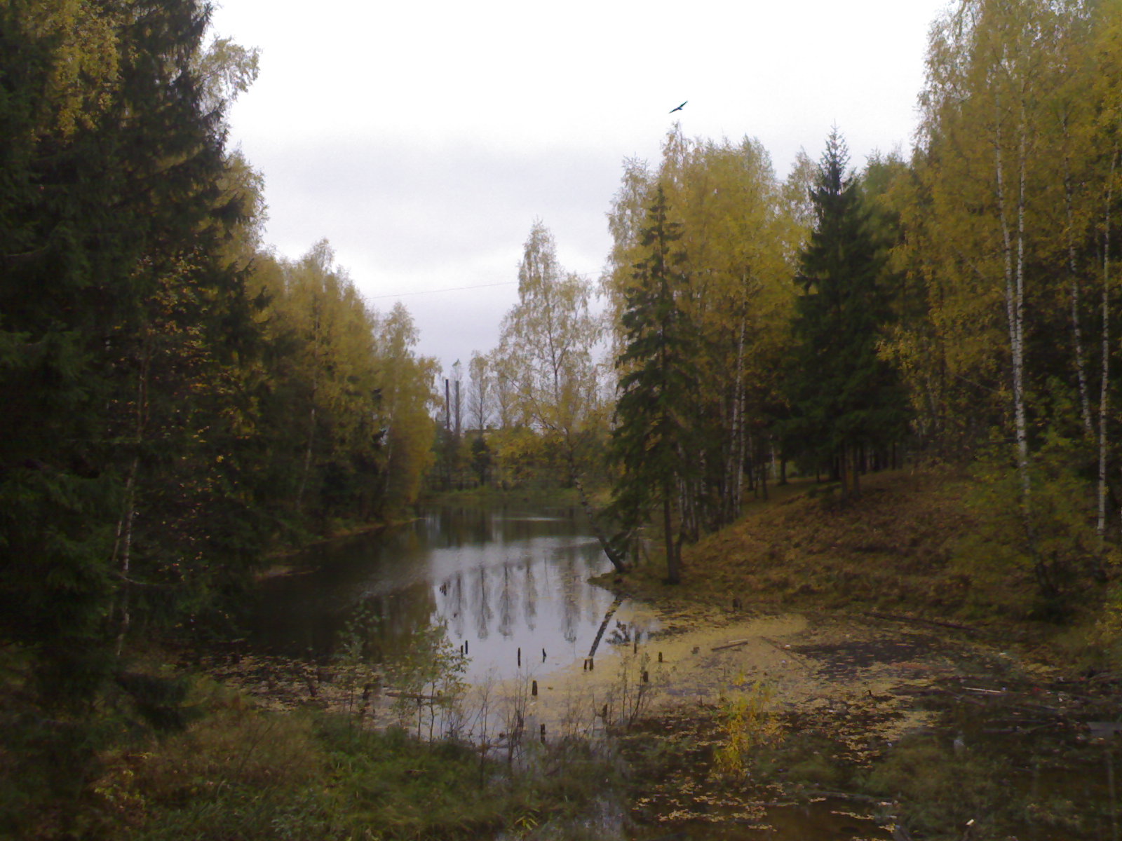 Пруд в старом парке