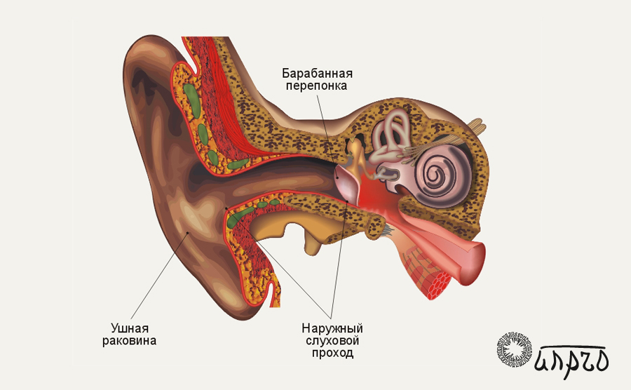 Анатомия: ухо