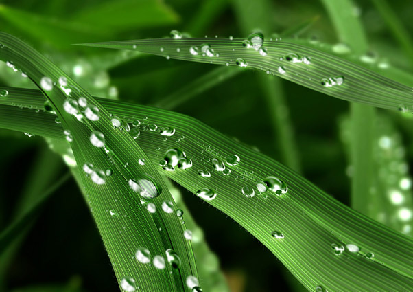 grass