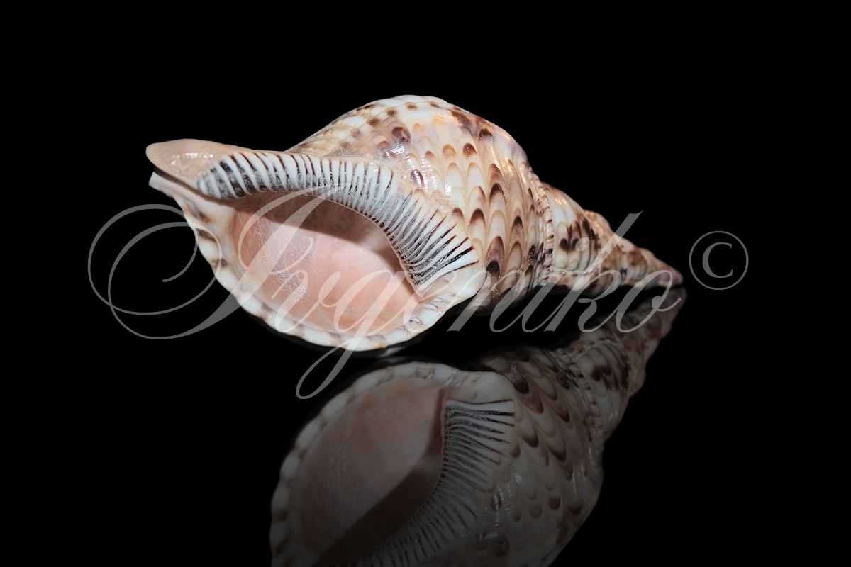 Ocean shell.