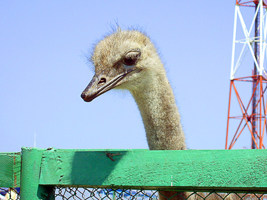 фото_3