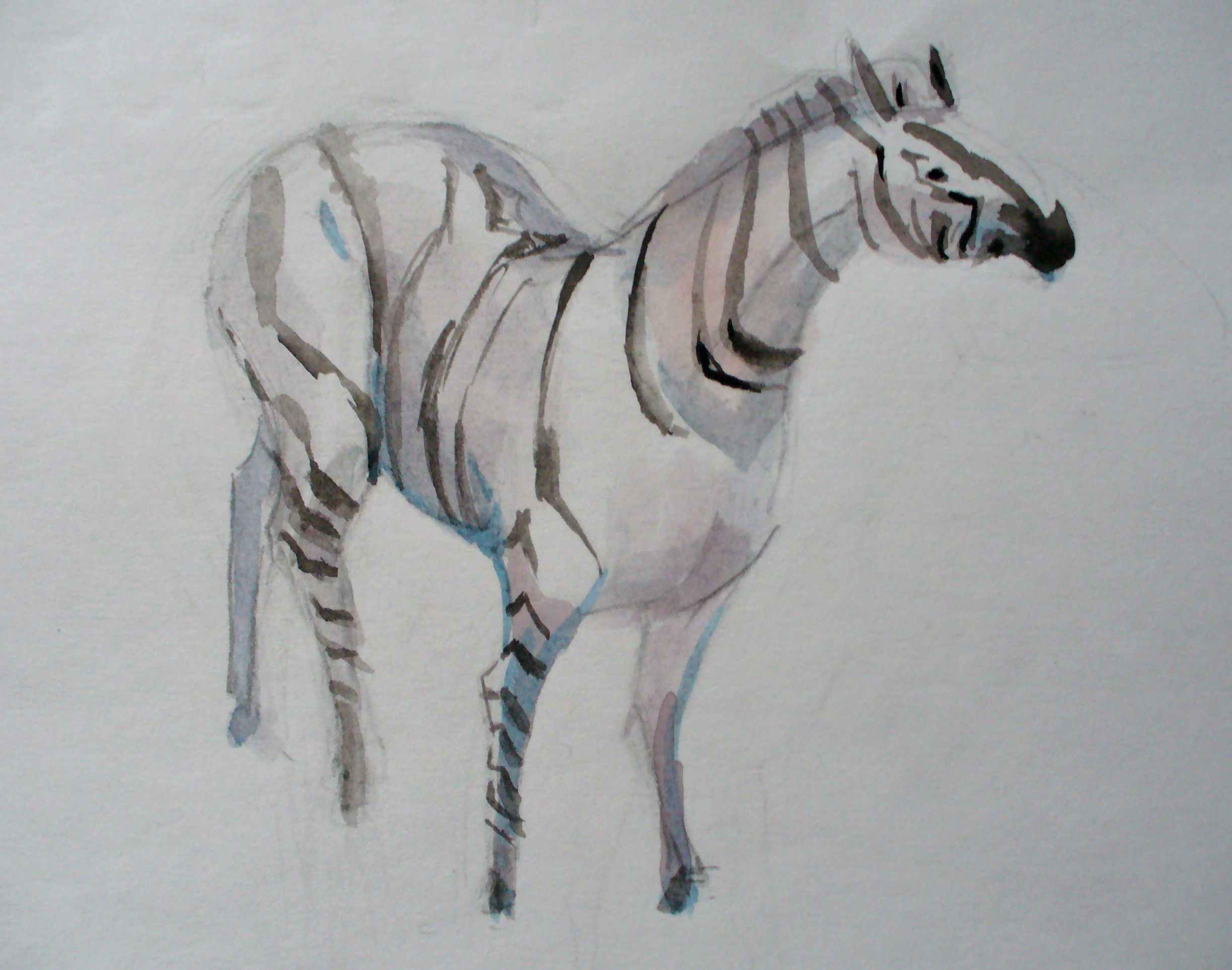 картинка-зебра