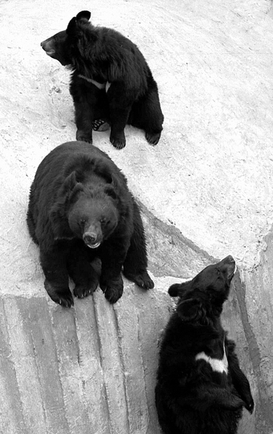 три медведя