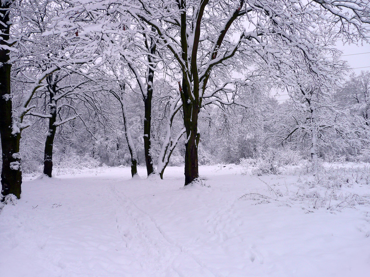 a beautiful woman is the winter