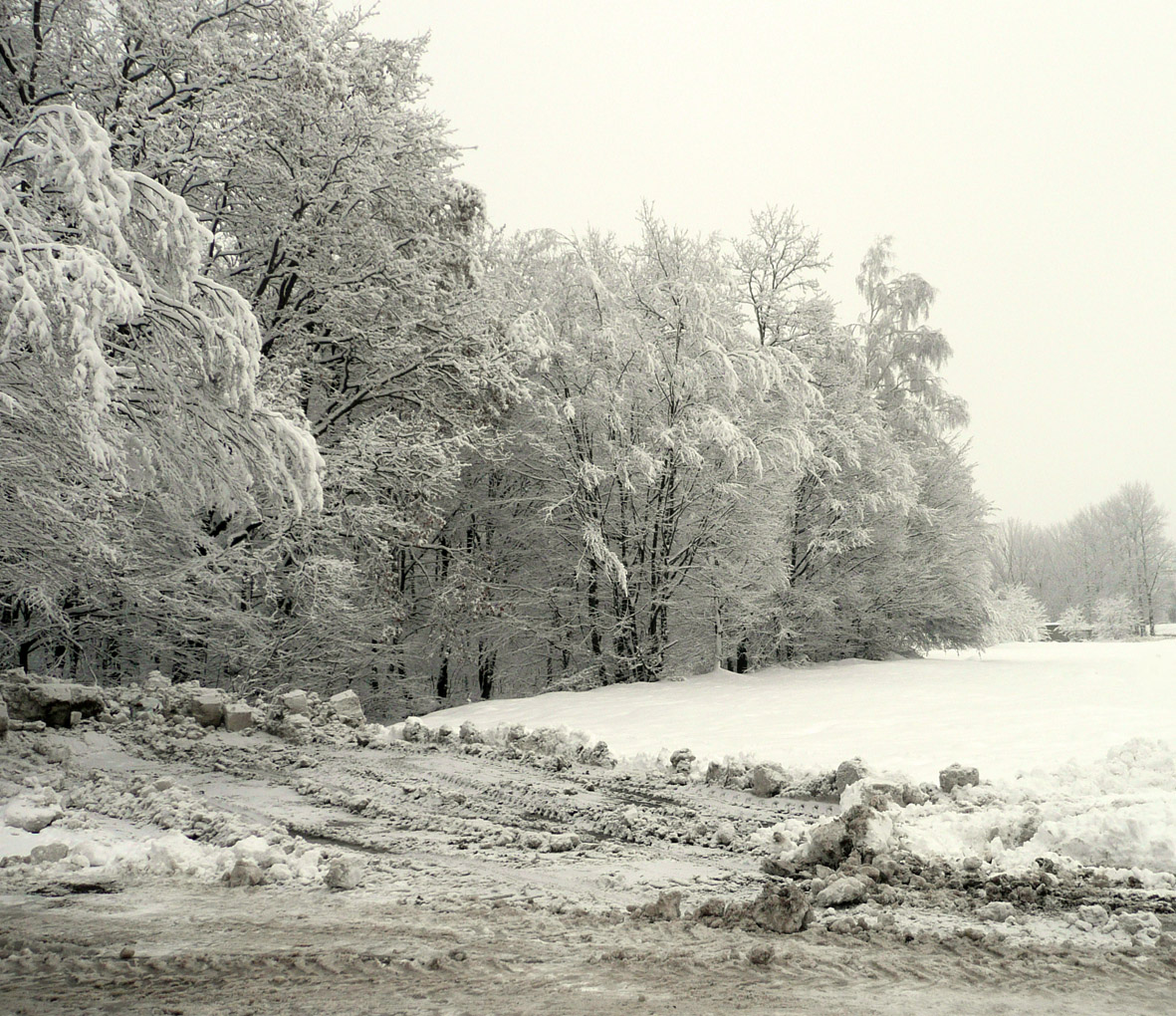 a beautiful woman is the winter