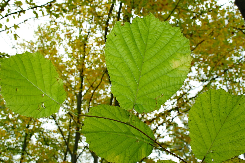 Листья