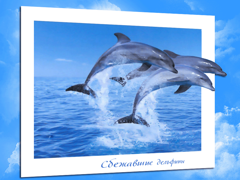 Сбежавшие дельфины