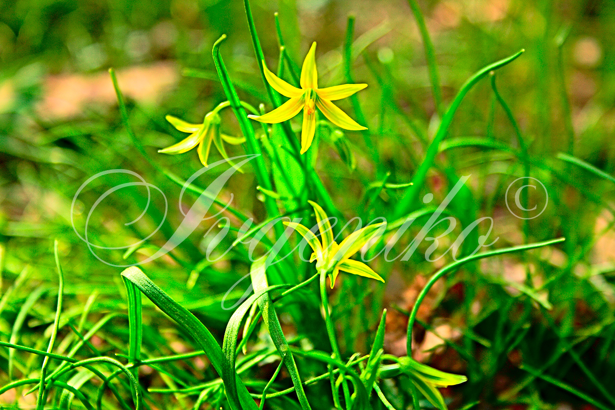 Wood flowers.