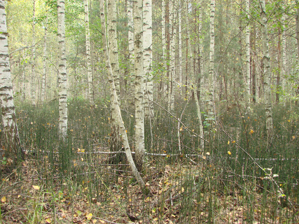 les