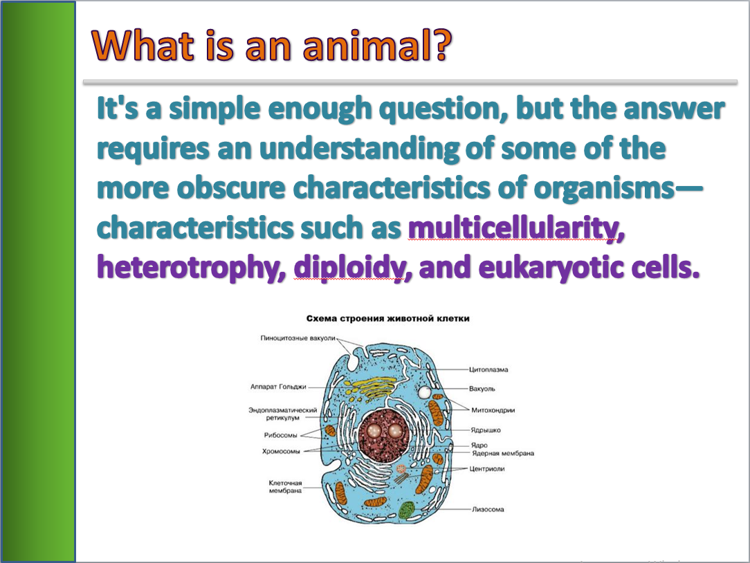 Презентация на тему Животные