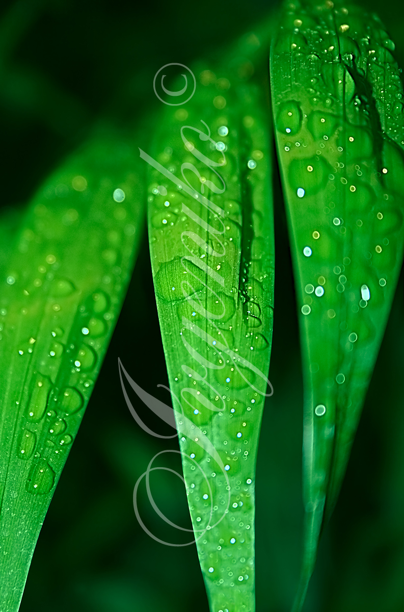 Green leaves.