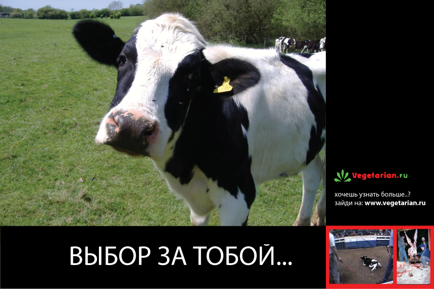 Открытки - Vegetarian.Ru