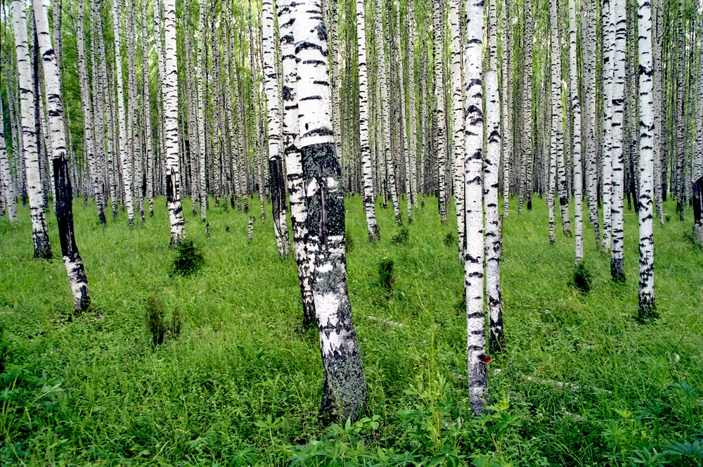 Простые русские березы