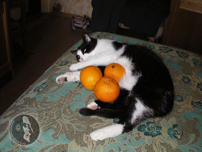 Кошка в апельсинах