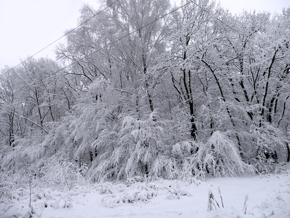 a beautiful woman is the winter