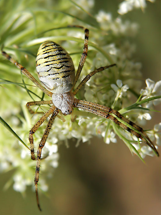 паук