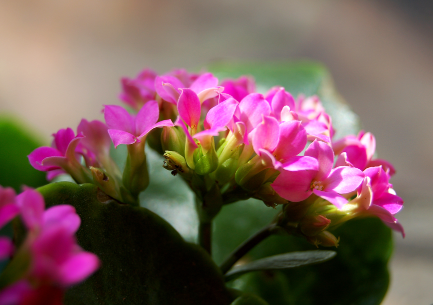 flowers of springs