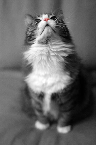 кошка