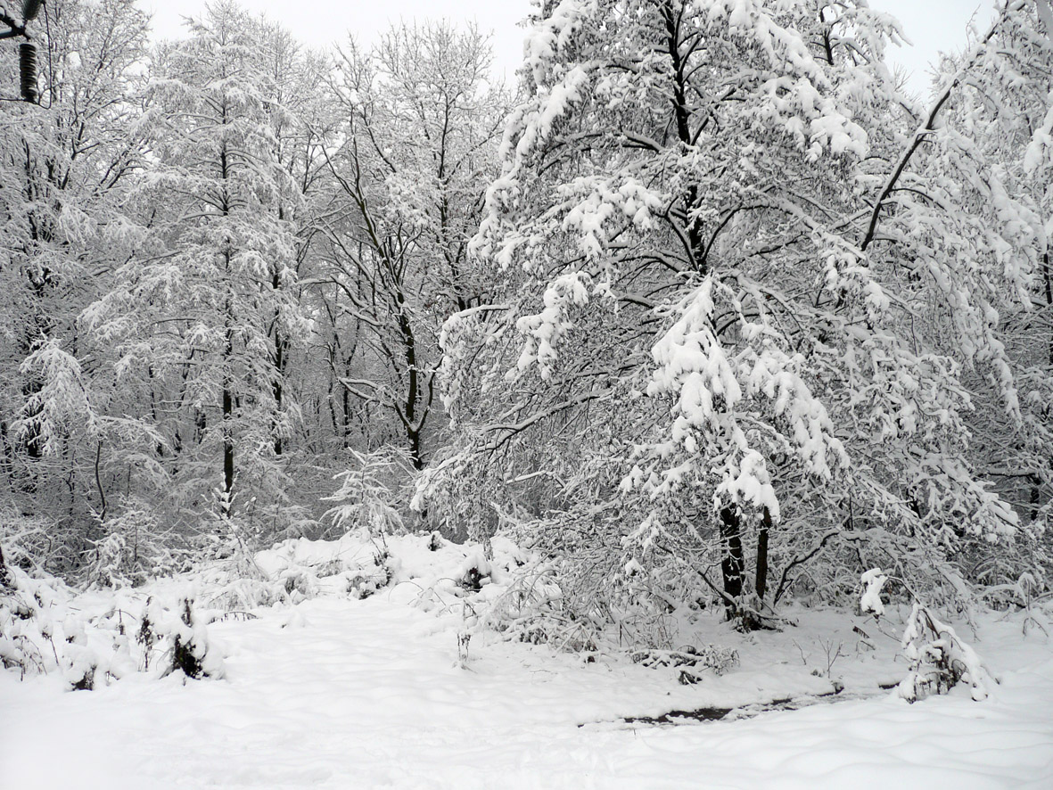 a beautiful woman is the winter