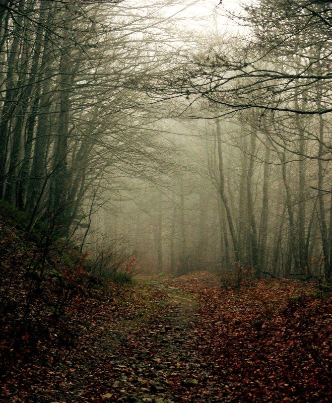 forest
