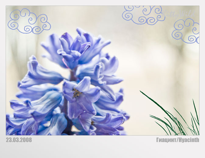 hyacinth