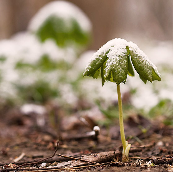 under snow