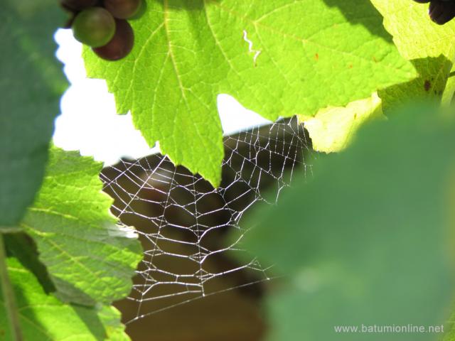 Виноградная паутинка