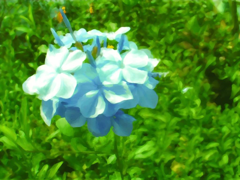 голубой цветок