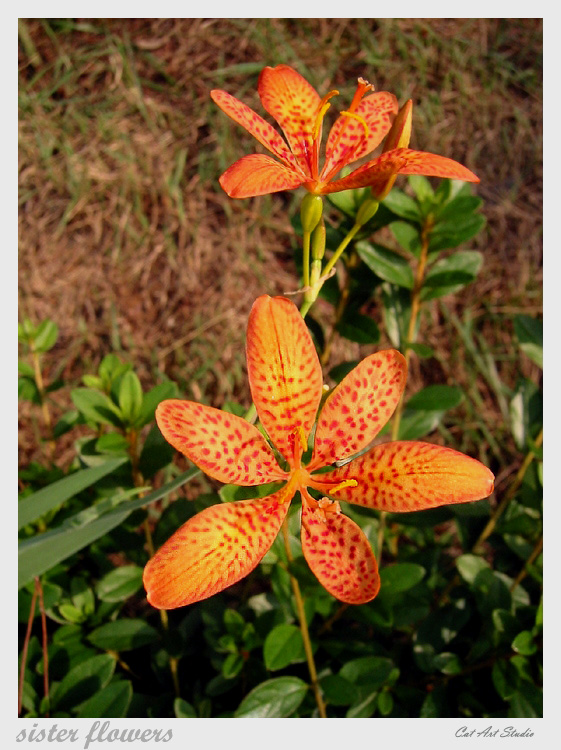 Sister Flowers
