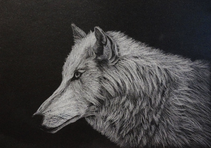 Волк, белый карандаш
