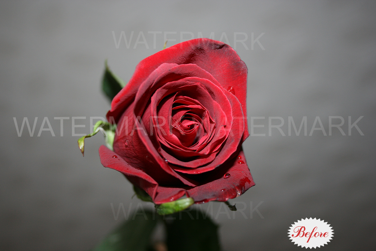 Rose1_Raw