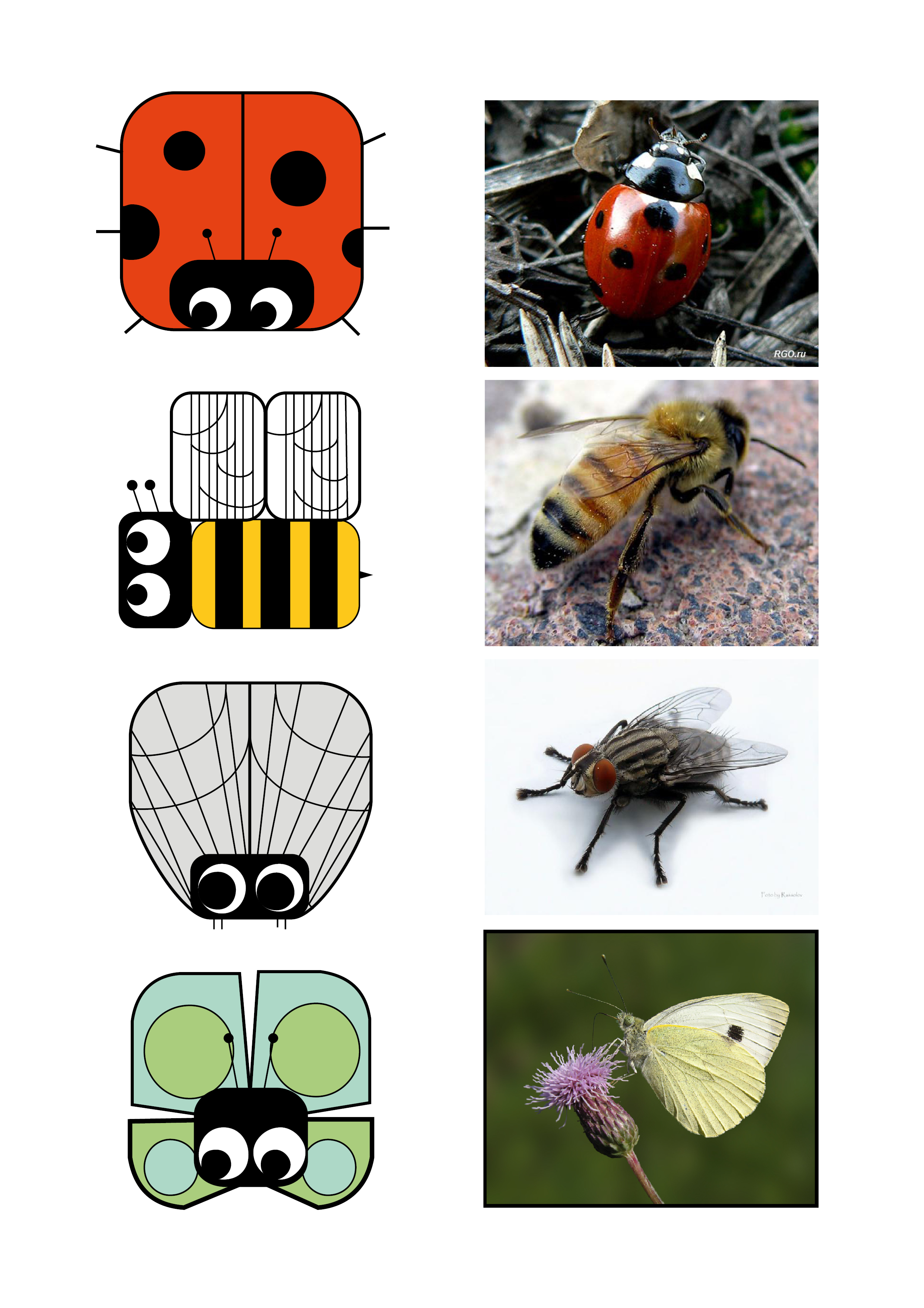 символы насекомых