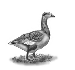 Domestic Animals