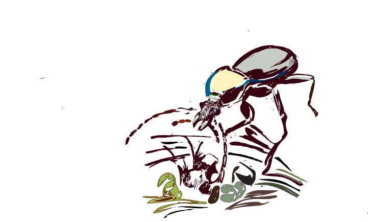 Жук