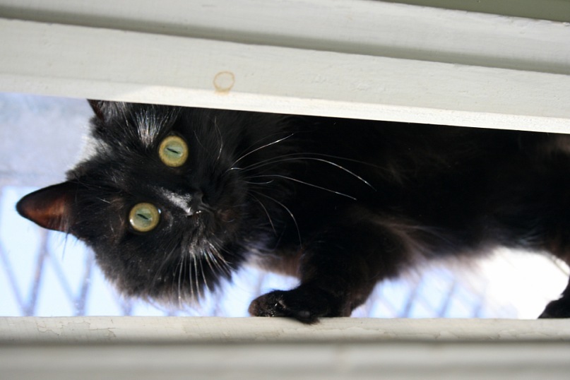 Котэ