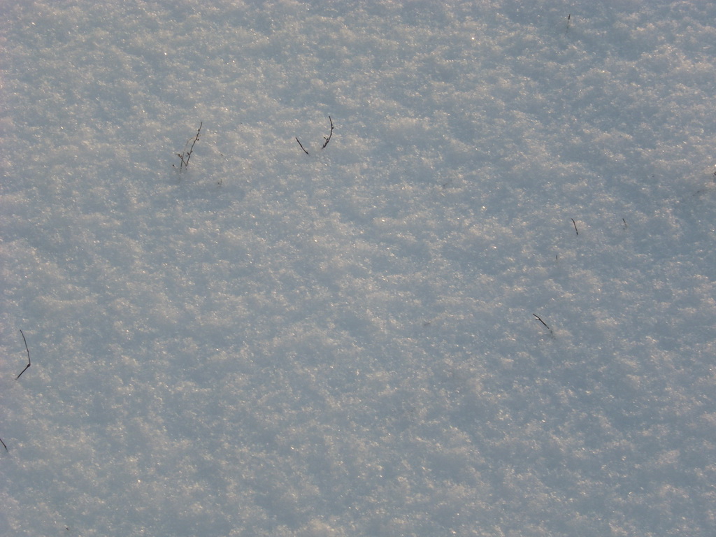 Былинка на снегу