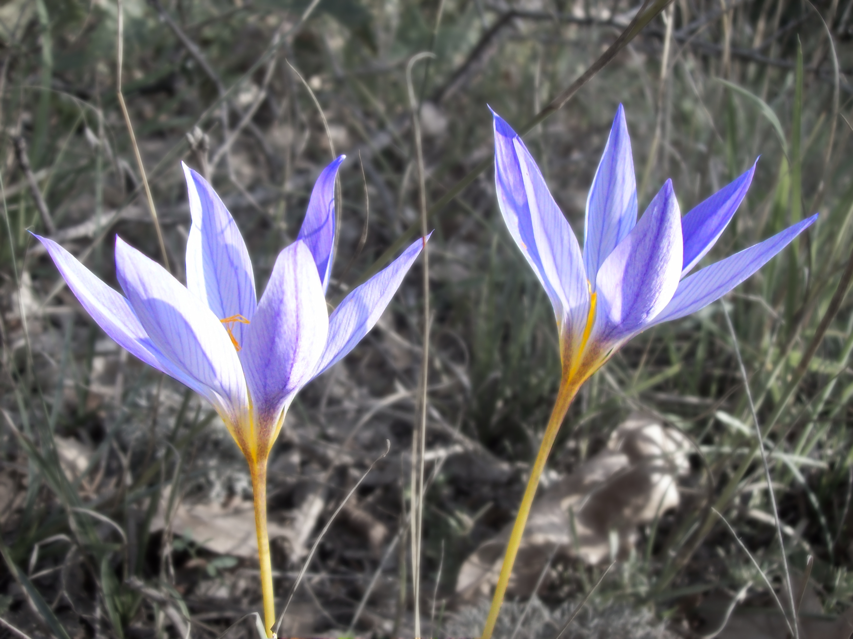 Night Flowers