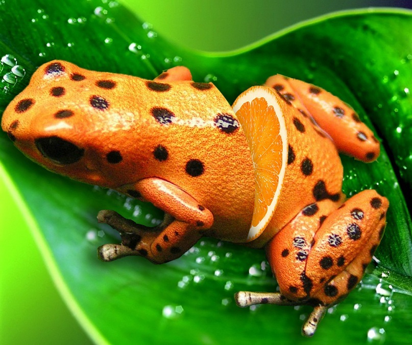 фруктовая жаба
