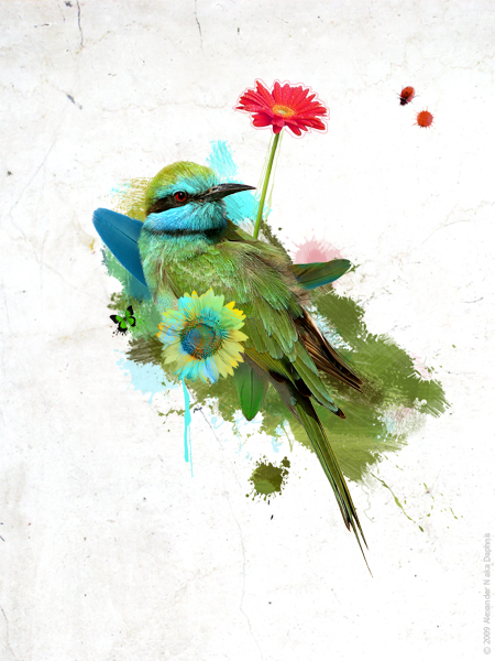Bird