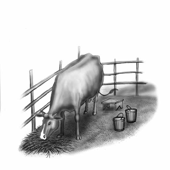 The Milkcow (illustration)