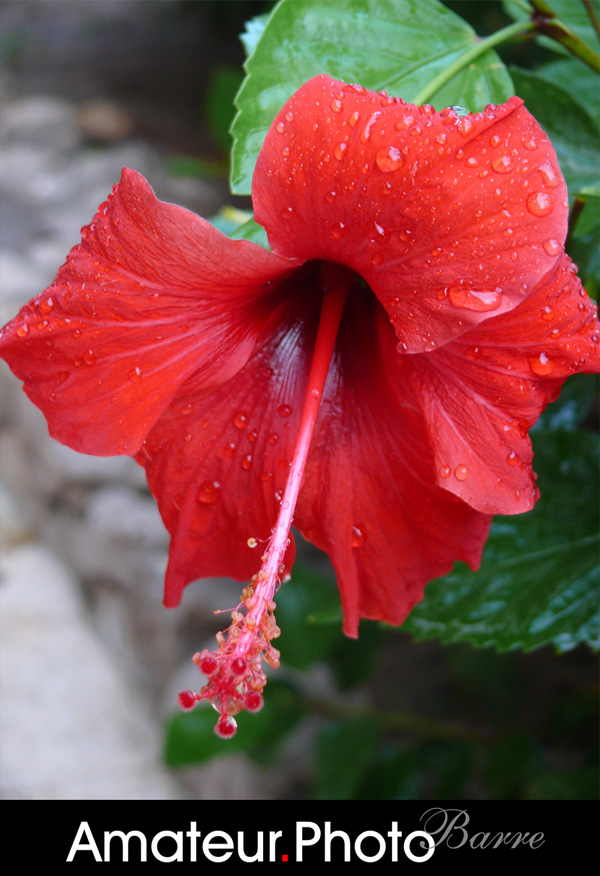 Rainy flower