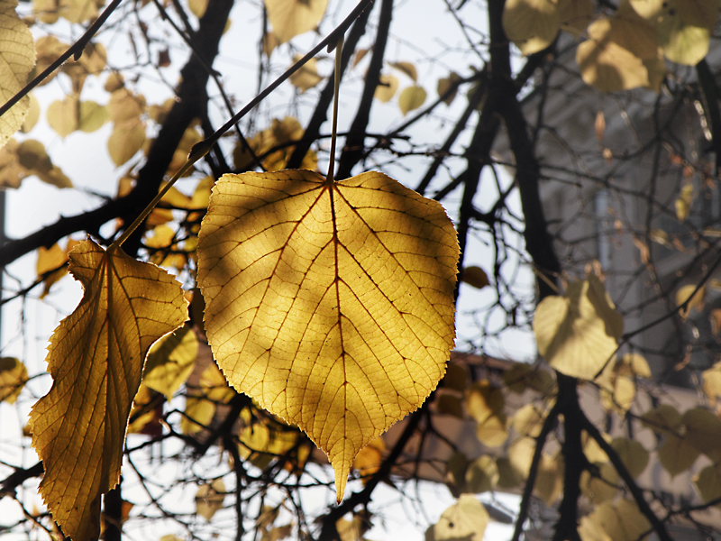 Осенние листья (2009)