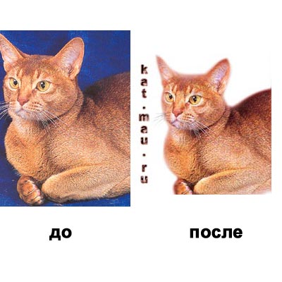 Кот